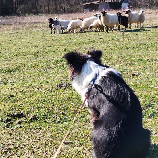 Bella and the sheep