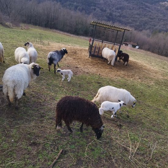 Sheep